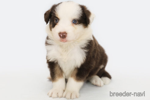 成約済の神奈川県のボーダーコリー-319175の4枚目